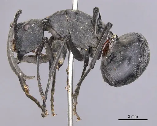 Polyrhachis pruinosa specimen