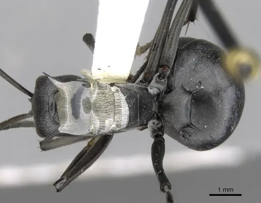 Polyrhachis pruinosa - CASENT0906813