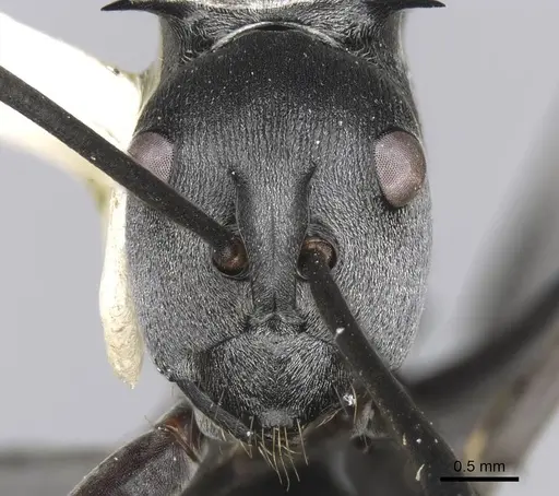 Polyrhachis pruinosa - CASENT0906813