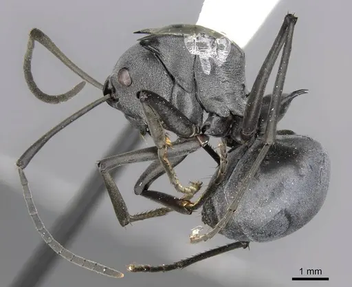 Polyrhachis pruinosa - CASENT0906813