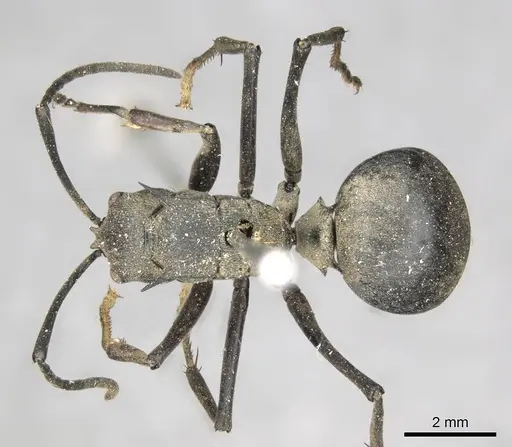 Polyrhachis pruinosa - CASENT0915826
