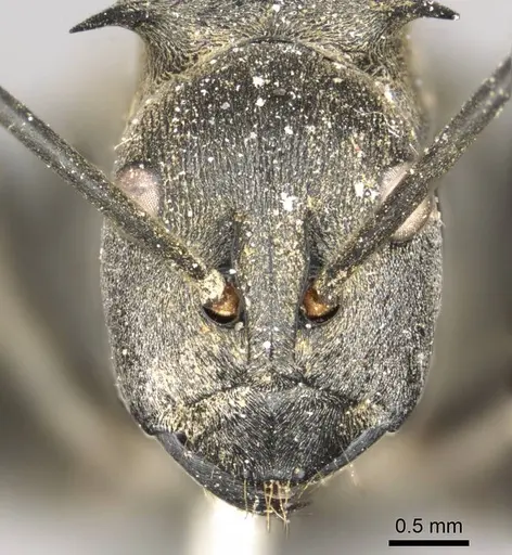 Polyrhachis pruinosa - CASENT0915826