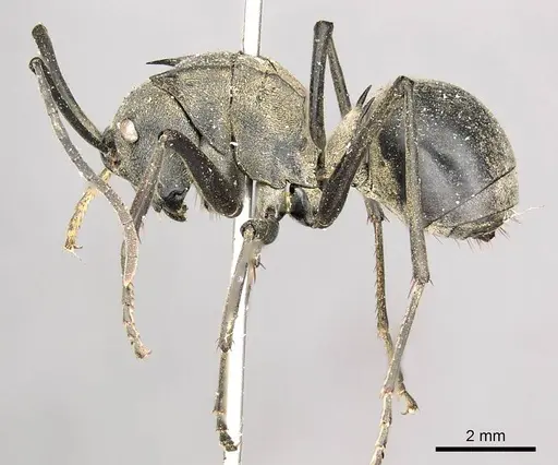 Polyrhachis pruinosa - CASENT0915826