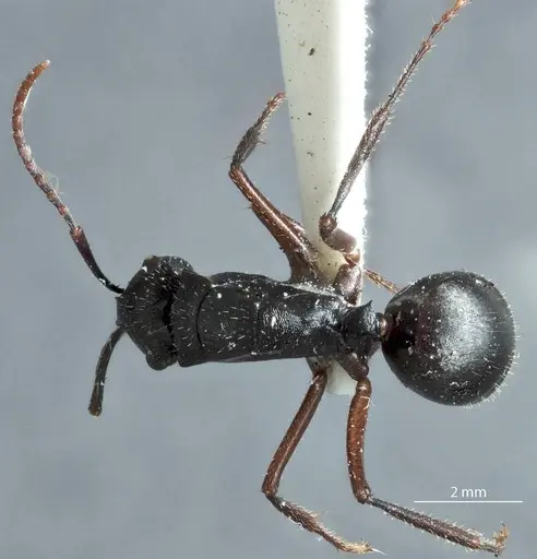 Polyrhachis pseudothrinax specimen