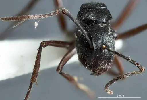 Polyrhachis pseudothrinax specimen