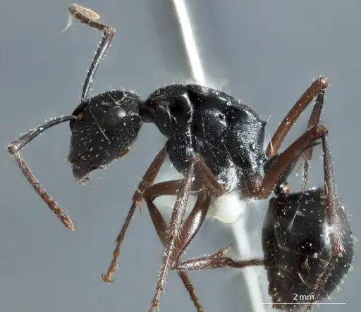 Polyrhachis pseudothrinax specimen