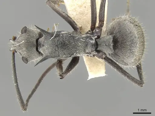 Polyrhachis pubescens specimen