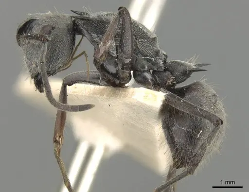 Polyrhachis pubescens specimen