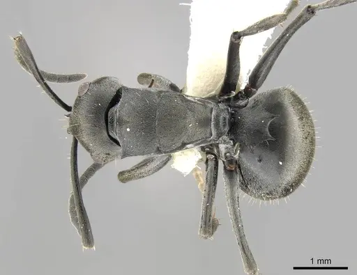 Polyrhachis punctillata specimen
