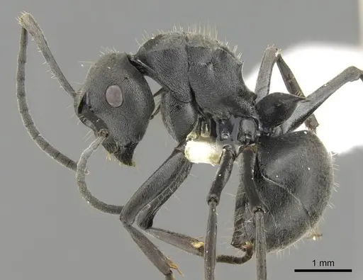 Polyrhachis punctillata specimen