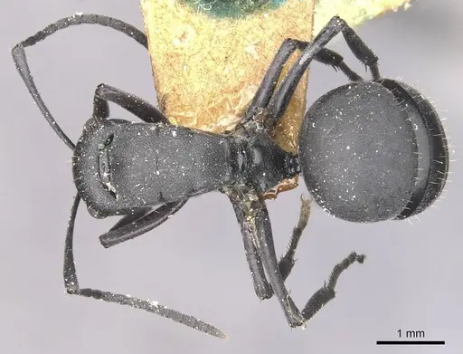Polyrhachis punctillata - CASENT0910935