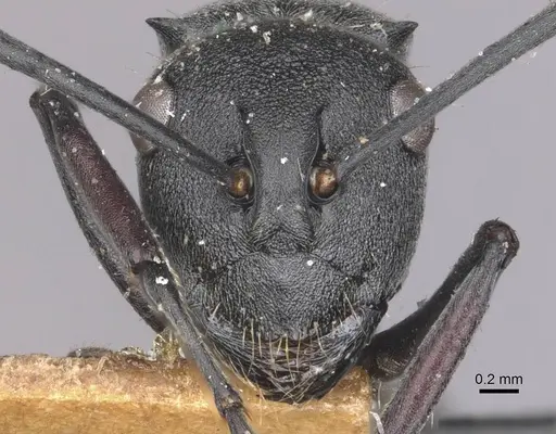 Polyrhachis punctillata - CASENT0910935