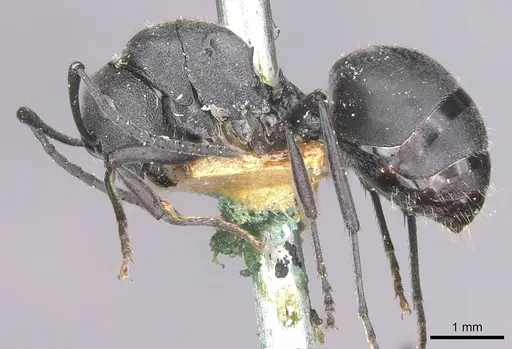 Polyrhachis punctillata - CASENT0910935