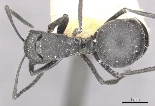 Polyrhachis punctillata - CASENT0910936