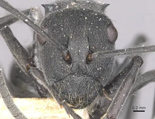 Polyrhachis punctillata - CASENT0910936