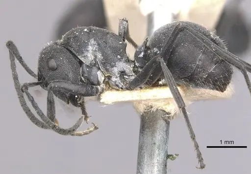 Polyrhachis punctillata - CASENT0910936
