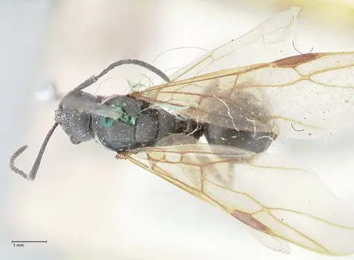 Polyrhachis punctillata - FOCOL2620