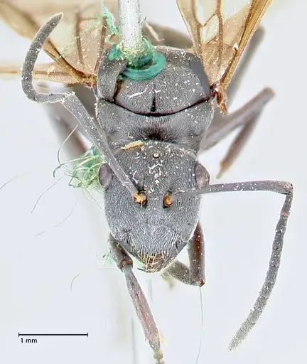 Polyrhachis punctillata - FOCOL2620