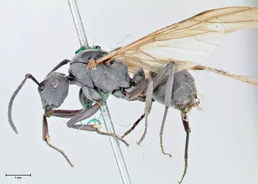 Polyrhachis punctillata - FOCOL2620
