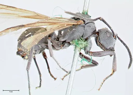 Polyrhachis punctillata - FOCOL2620