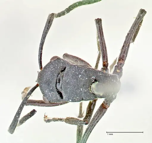 Polyrhachis punctillata - FOCOL2621