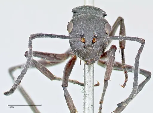 Polyrhachis punctillata - FOCOL2621