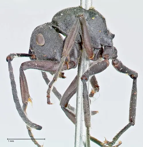 Polyrhachis punctillata - FOCOL2621
