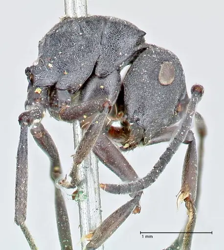 Polyrhachis punctillata - FOCOL2621