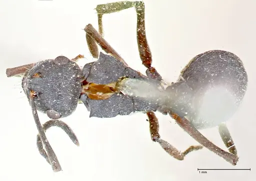 Polyrhachis punctillata - FOCOL2622