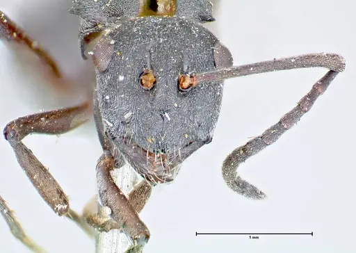 Polyrhachis punctillata - FOCOL2622