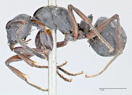 Polyrhachis punctillata - FOCOL2622