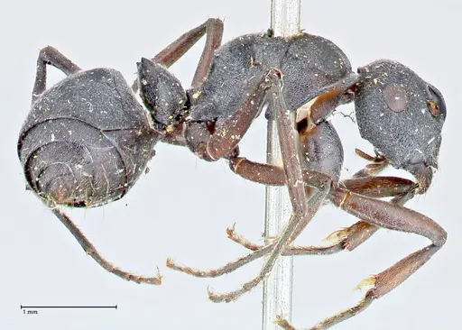 Polyrhachis punctillata - FOCOL2622