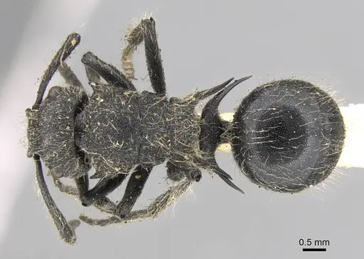 Polyrhachis punctiventris specimen