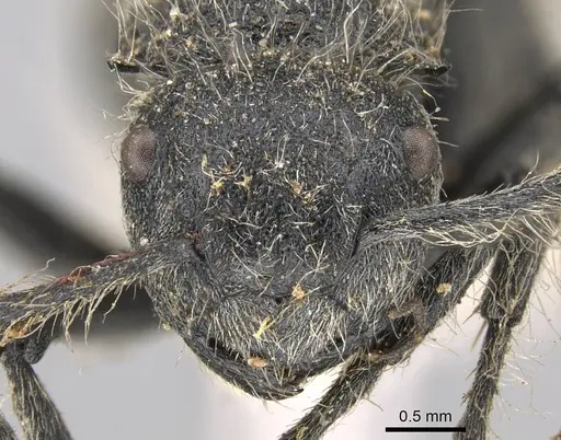 Polyrhachis punctiventris specimen