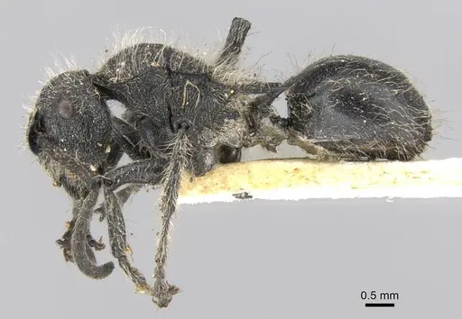 Polyrhachis punctiventris specimen