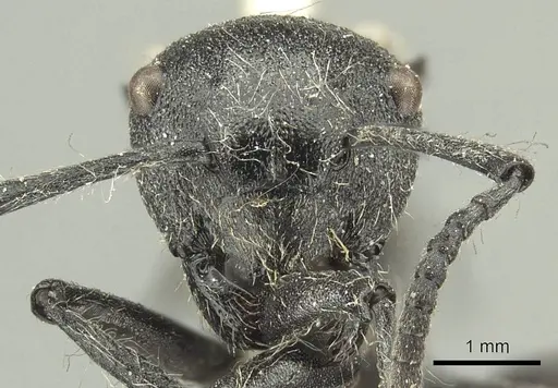 Polyrhachis punctiventris - CASENT0915619
