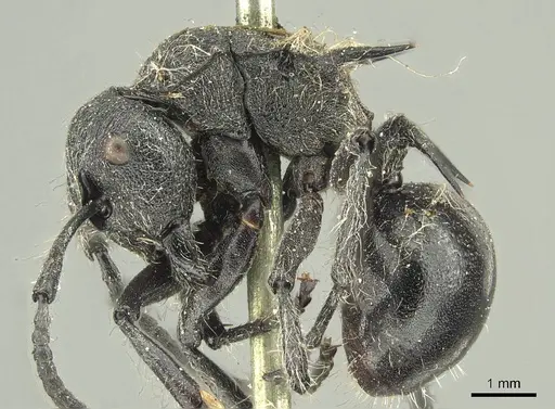 Polyrhachis punctiventris - CASENT0915619