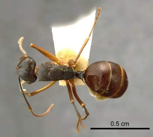 Polyrhachis pyrrhus specimen