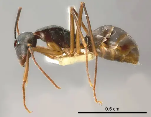 Polyrhachis pyrrhus specimen