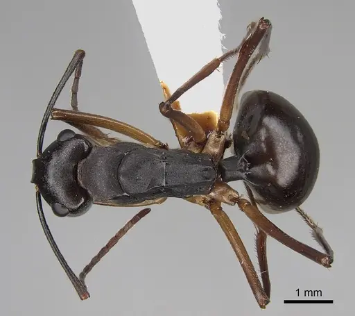 Polyrhachis pyrrhus - CASENT0887771