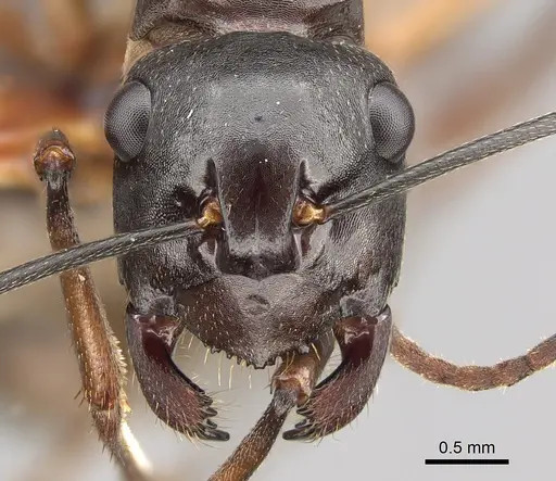 Polyrhachis pyrrhus - CASENT0887771
