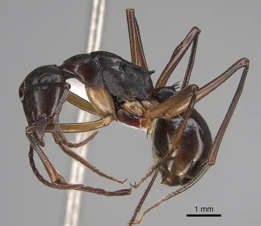 Polyrhachis pyrrhus - CASENT0887771