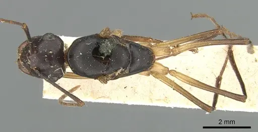 Polyrhachis pyrrhus - CASENT0906561