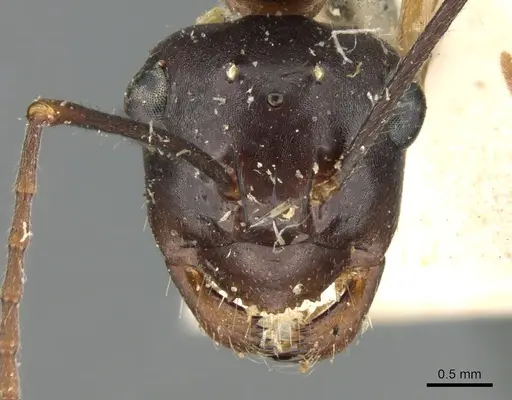 Polyrhachis pyrrhus - CASENT0906561