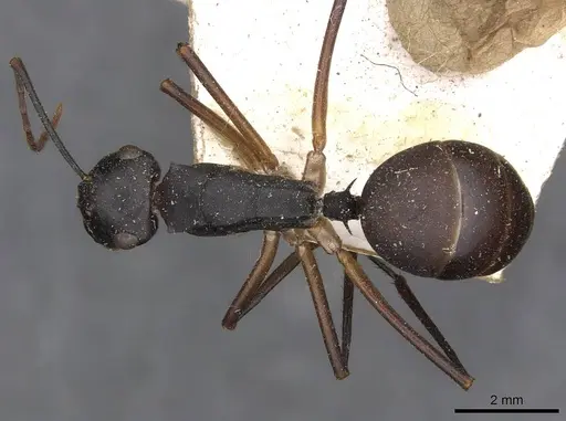 Polyrhachis pyrrhus - CASENT0910778