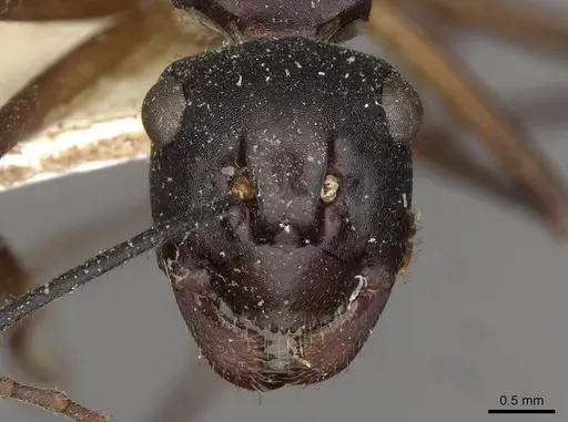 Polyrhachis pyrrhus - CASENT0910778