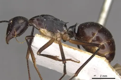 Polyrhachis pyrrhus - CASENT0910778