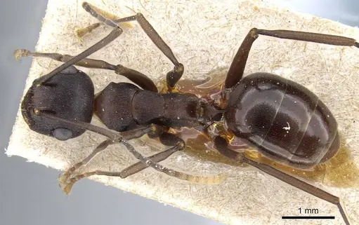 Polyrhachis queenslandica specimen