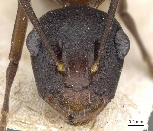 Polyrhachis queenslandica specimen