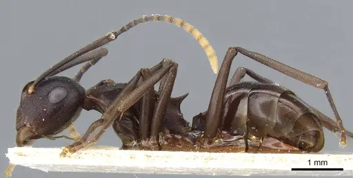 Polyrhachis queenslandica specimen